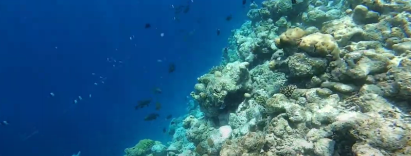 Snorkeling-in-maldives